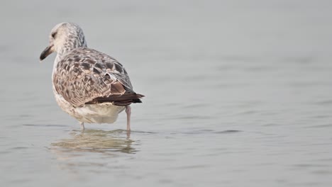 Zugvögel:-Große-Lachmöwe,-Die-An-Der-Flachen-Küste-Bahrains-Auf-Der-Suche-Nach-Nahrung-Umherwandert