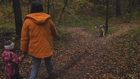 Walk-through-the-woods-with-a-dog