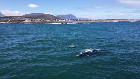 Southern-Right-Whales-choosing-warmer-South-African-waters-to-calve,-aerial