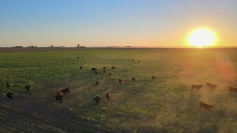 Beef-cattle-reared-on-the-lush-Pampas-of-South-America,-drone-reveal,-sunset