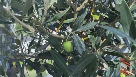 Olive-tree-with-olive-close-up