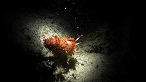 Einzigartiges,-Künstlerisches-Unterwasservideo-Eines-Lebendigen-Meeresbewohners-Im-Dunkeln,-Das-Nur-Vom-Licht-Einer-Snoot-Videolampe-Eines-Tauchers-Beleuchtet-Wird