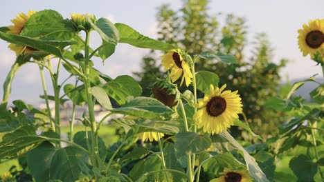 Sunflowers-in-rural-Japan,-Pan-over-warm-summer-scene