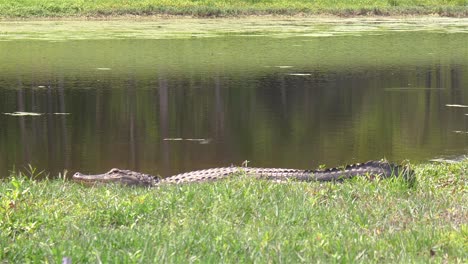 Der-Lange-Körper-Eines-Alligators-Wärmt-Sich-Im-Sonnenschein-In-Der-Nähe-Des-Florida-Pond