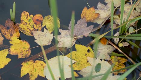 Blätter-Treiben-Im-Wasser