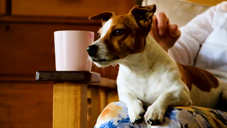 Alert-and-handsome-Jack-Russell-on-lap-being-stroked-calmly,-static-shot