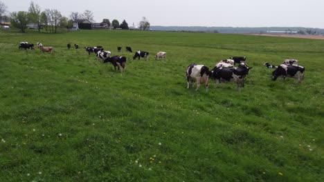 Vacas-Rurales-En-Un-Campo-De-Hierba