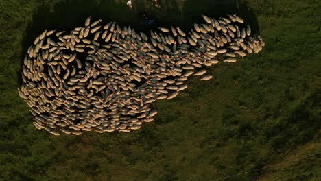 Luftaufnahme-Eines-Sommerabends-Von-Oben-Nach-Unten-Auf-Eine-Herde-Weißer-Schafe,-Die-Auf-Einer-Wiese-Grasen