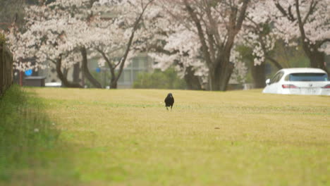 Shot-of-a-large-billed-crow-foraging-on-a-green-field-in-the-middle-of-a-park-with-people-and-vehicle-passing-in-the-background-during-sakura-season-in-Kanazawa,-Japan