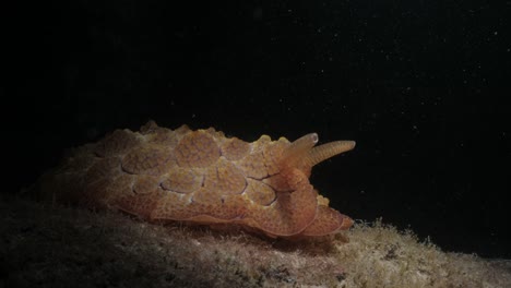 Creative-view-of-a-large-Sea-Slug-illuminated-by-a-scuba-diver-underwater-light