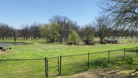 Horses-grazing-at-farm-with-pond-and-shed-in-the-background