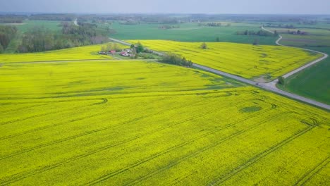 Aerial-flyover-blooming-rapeseed-field,-flying-over-yellow-canola-flowers,-idyllic-farmer-landscape,-beautiful-nature-background,-sunny-spring-day,-high-drone-shot-moving-forward