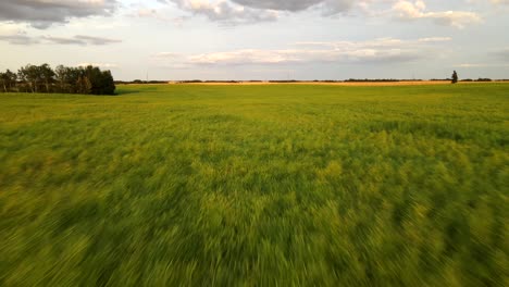 Low-flying-drone-over-wide-field-of-field-peas-in-central-Alberta's-countryside