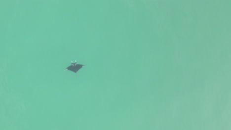 Overhead-descent-to-Manta-Ray-in-green-water,-copy-space-on-right