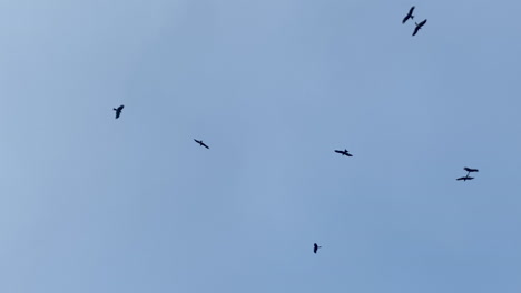 Eagles-flying-and-circling-against-blue-sky,-low-angle-establishing-shot