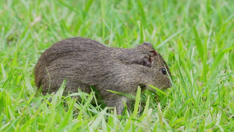 a-wild-Brazilian-Guinea-pig,-Cavia-aperea,-stilly-eating-grass-on-the-ground