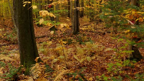 Trockene-Blätter,-Die-Während-Der-Herbstsaison-Auf-Den-Waldboden-Gefallen-Sind