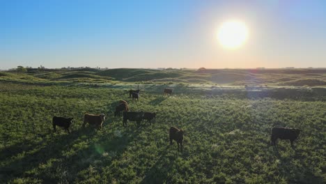 Forward-aerial-of-cows-on-field-at-the-Pampas,-Argentina,-at-sunset