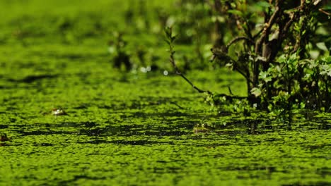 Frogs-Dipped-In-The-Green-Algae-Covered-Swamp