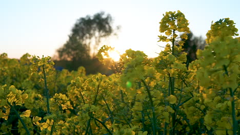 Sunlight-from-a-setting-sun-shines-brightly-between-the-yellow-flowers-of-the-rapeseed-plant-on-a-clear-summer-day