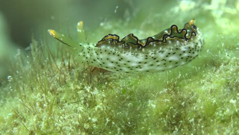 Nudibranch-crawling-over-sea-grass-passing-close-in-front-of-the-camera