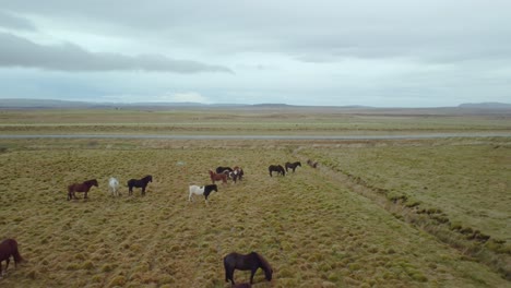 Wild-horses-graze-in-the-fields-of-Iceland