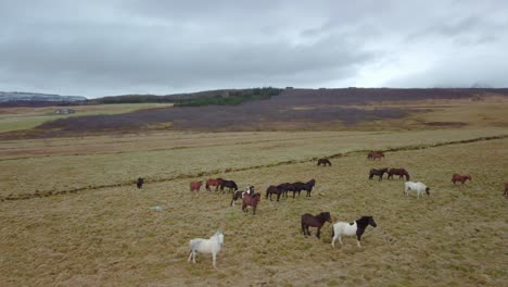 Caballos-Islandeses-En-Un-Prado-Tranquilo,-Islandia
