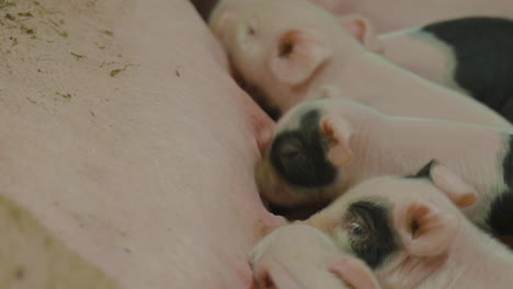 Tiny-cute-piglets,-sucking-swine-mother-milk