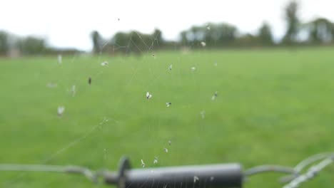 Spinnennetz-Auf-Einem-Bauernhofzaun-In-Irland---Nahaufnahme