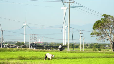 Farmer-in-rice-paddy-does-manual-labour-next-to-wind-farm