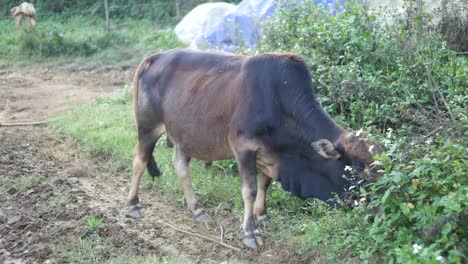 Bucklige-Kuh-In-Vietnam,-Die-Gras-Weiden-Lässt