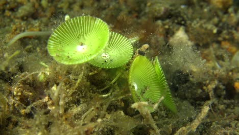 Seegrasschirme-Wachsen-Auf-Tropischen-Korallenriffen-In-Leuchtendem-Grün