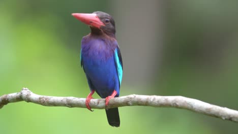javan-kingfisher-perched-on-a-branch