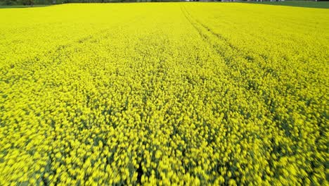 Leuchtend-Gelbes-Organisches-Blühendes-Rapsfeld,-Niedrige-Drohnenüberführung-4k
