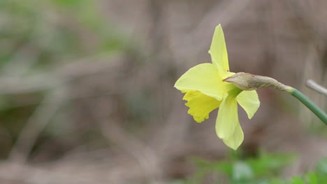 Narciso-Amarillo-Completamente-Florecido,-Fondo-Borroso,-Tiro-Fijo