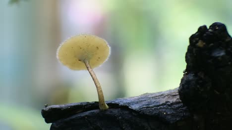toadstools-hd-video,-macro-mushroom-video-on-nature-background