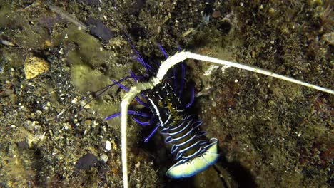 blue-baby-lobster-hiding-in-rocks