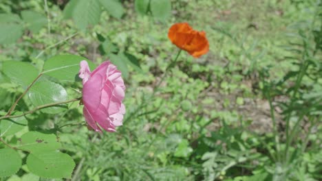 A-solitary-Pink-Rose-and-a-single-Orange-Poppy-bloom-together-in-a-field-of-greenery