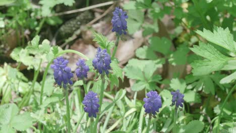 Grape-hyacinths-basking-perfectly-still-in-a-healthy-green-garden