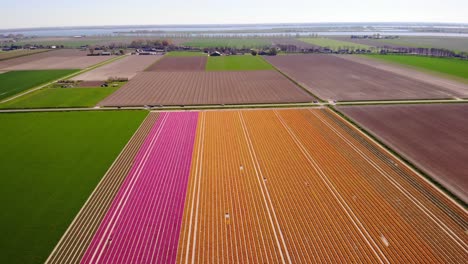 Aerial-View-Of-Neat-Colourful-Rows-Of-Tulips-In-Field