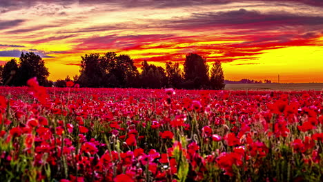 Feld-Mit-Wunderschönen-Roten-Mohnblumen-Unter-Einem-Feurigen,-Lebendigen-Sonnenuntergangshimmel