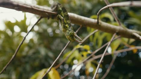 Incredibly-rare-split-second-moment-of-a-Hawaiian-Jackson-Chameleon's-Tonge-Attack-to-Catch-His-Prey