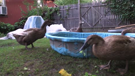 six-black-ducks-bathing-and-foraging-in-the-backyard,-poultry-video,-domestic-pet