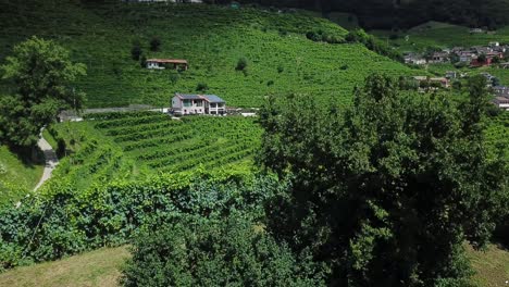 Vineyards-with-rural-houses-in-Italy-during-a-sunny-summer-day