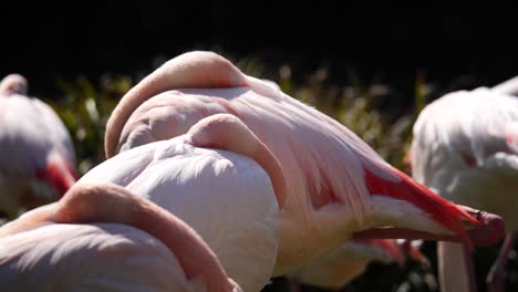 Close-up-of-pink-Flamingos-lying-with-head-on-own-body-and-relaxing-during-sunny-day-outdoors-in-nature