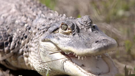 Alligator-lowering-head-ready-to-attack