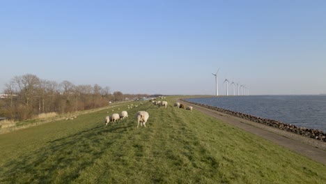 Slowly-pullback-from-Sheep-herd-on-Grass-field-near-lake-in-Holland