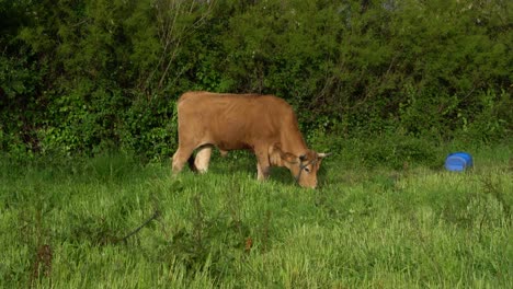 Cattle-eating-grass-against-green-vegetation,-Murtosa,-Portugal
