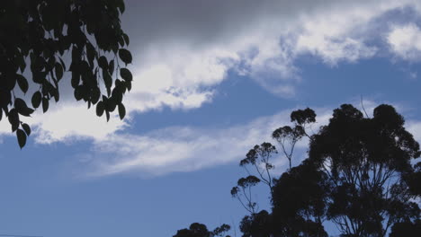 Ein-Gummibaum-Weht-Im-Wind-Vor-Einem-Wolkenverhangenen-Blauen-Himmel-Mit-Einer-Weiteren-Baumsilhouette-Im-Vordergrund