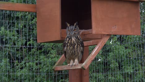 Static-Shot-Of-A-Resting-Eurasian-Eagle-Owl-During-The-Day-At-Castle-View-Open-Farm-Of-Laois-County,-Ireland